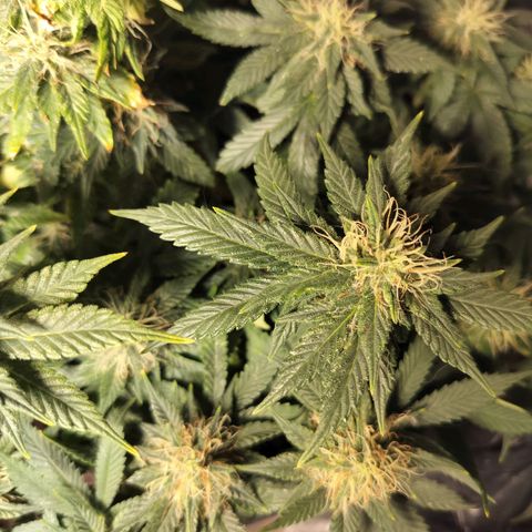 Nordic auto blueberry (photo) growlog timeline photo