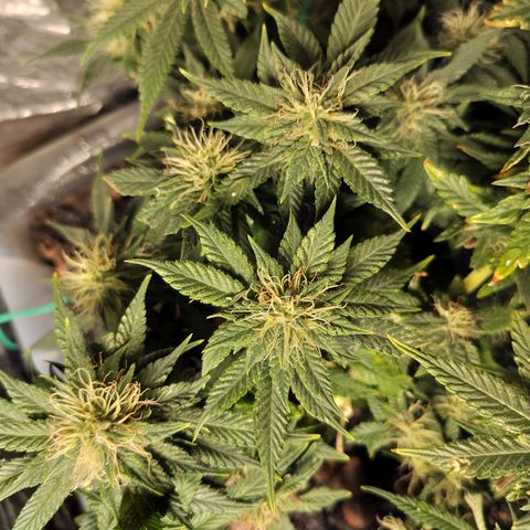 Nordic auto blueberry (photo) growlog timeline photo
