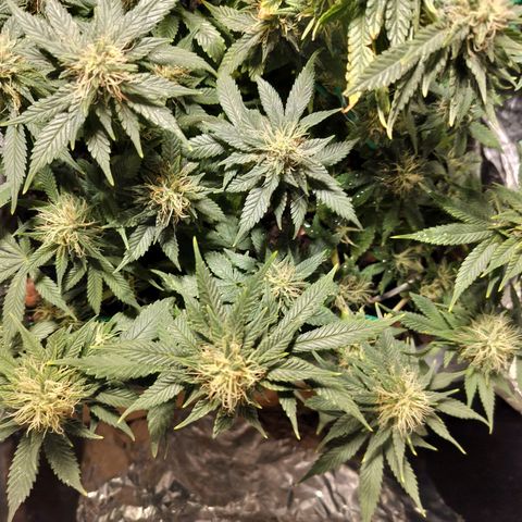 Nordic auto blueberry (photo) growlog timeline photo