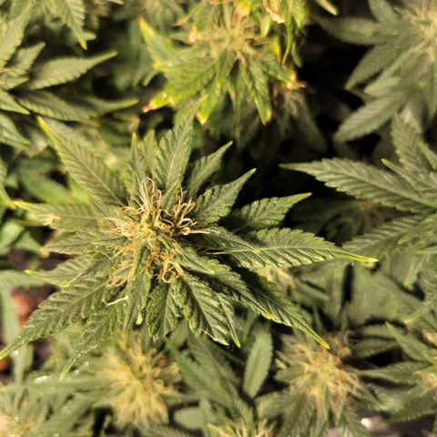 Nordic auto blueberry (photo) growlog timeline photo