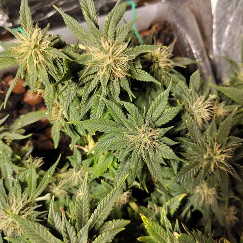 Nordic auto blueberry (photo) growlog timeline photo