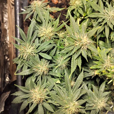 Nordic auto blueberry (photo) growlog timeline photo