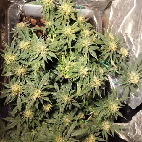 Nordic auto blueberry (photo) growlog timeline photo