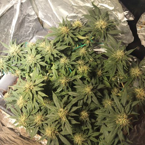 Nordic auto blueberry (photo) growlog timeline photo