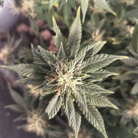 Nordic auto blueberry (photo) growlog timeline photo