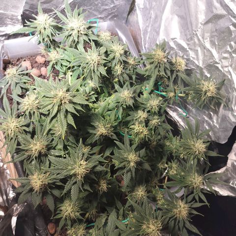 Nordic auto blueberry (photo) growlog timeline photo