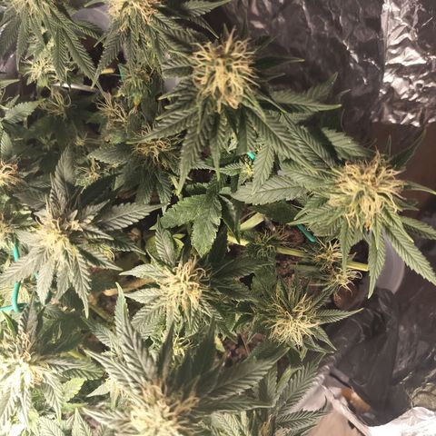 Nordic auto blueberry (photo) growlog timeline photo