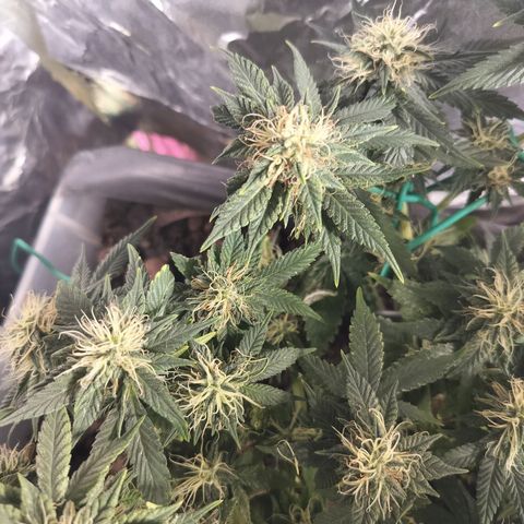Nordic auto blueberry (photo) growlog timeline photo