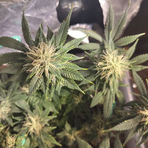 Nordic auto blueberry (photo) growlog timeline photo