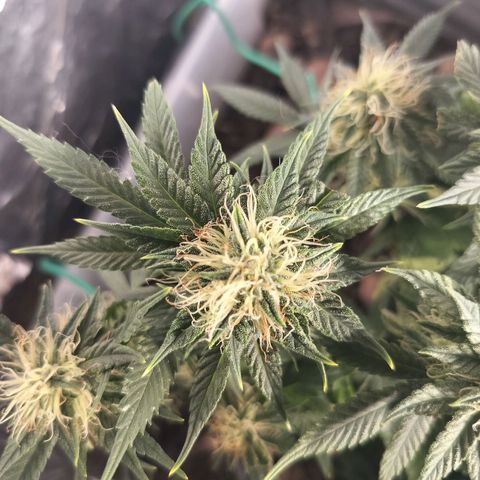 Nordic auto blueberry (photo) growlog timeline photo