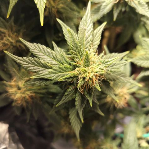 Nordic auto blueberry (photo) growlog timeline photo
