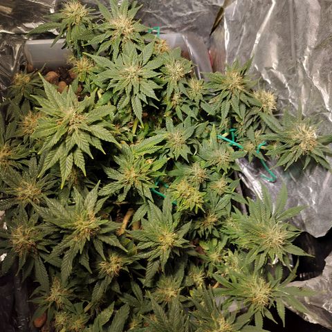 Nordic auto blueberry (photo) growlog timeline photo