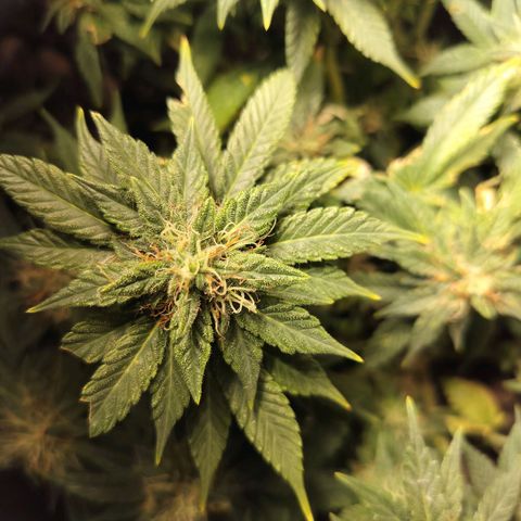 Nordic auto blueberry (photo) growlog timeline photo