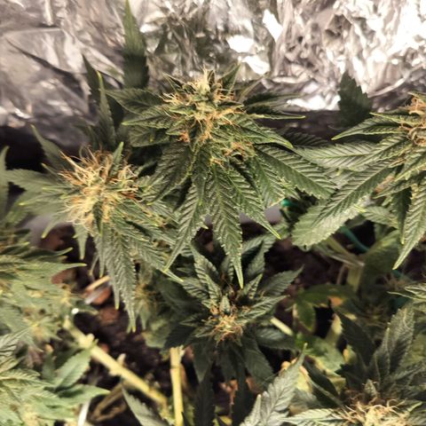 Nordic auto blueberry (photo) growlog timeline photo