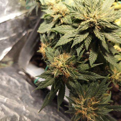 Nordic auto blueberry (photo) growlog timeline photo