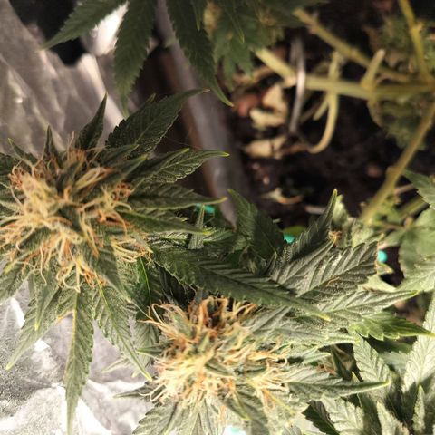 Nordic auto blueberry (photo) growlog timeline photo