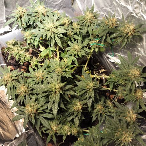 Nordic auto blueberry (photo) growlog timeline photo