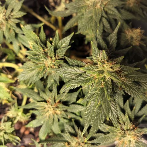 Nordic auto blueberry (photo) growlog timeline photo