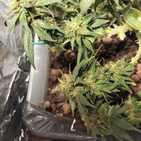 Nordic auto blueberry (photo) growlog timeline photo