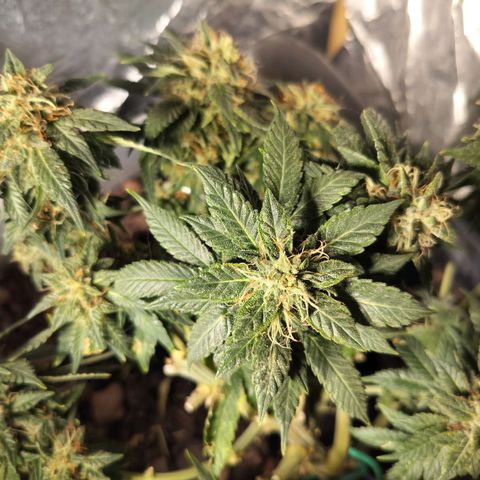 Nordic auto blueberry (photo) growlog timeline photo