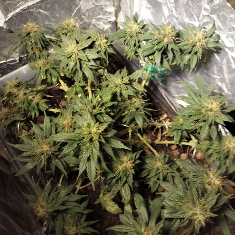 Nordic auto blueberry (photo) growlog timeline photo