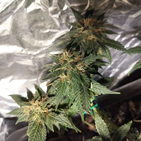 Nordic auto blueberry (photo) growlog timeline photo
