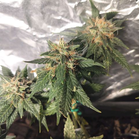 Nordic auto blueberry (photo) growlog timeline photo