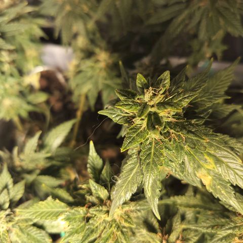 Nordic auto blueberry (photo) growlog timeline photo