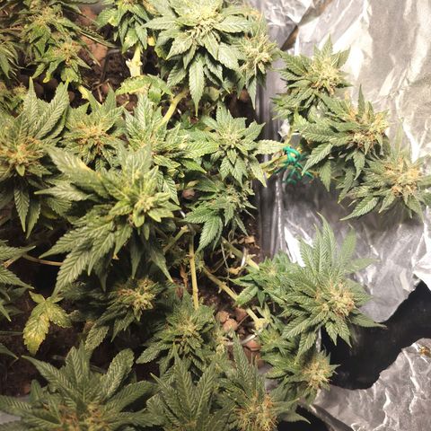 Nordic auto blueberry (photo) growlog timeline photo