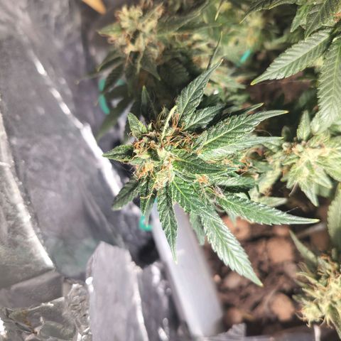 Nordic auto blueberry (photo) growlog timeline photo