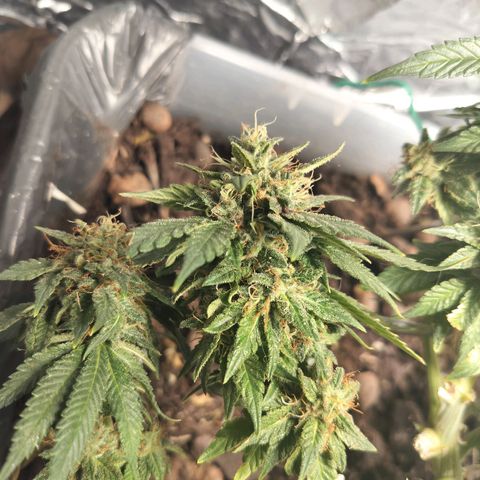 Nordic auto blueberry (photo) growlog timeline photo