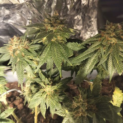 Nordic auto blueberry (photo) growlog timeline photo