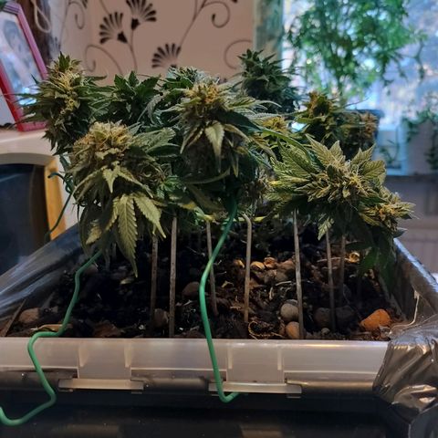 Nordic auto blueberry (photo) growlog timeline photo