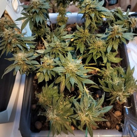 Nordic auto blueberry (photo) growlog timeline photo