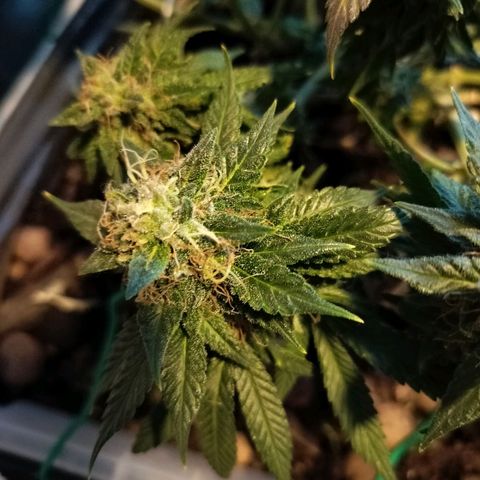 Nordic auto blueberry (photo) growlog timeline photo