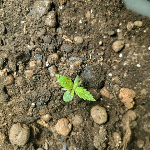 Candyfloss Auto hybrid  growlog timeline photo