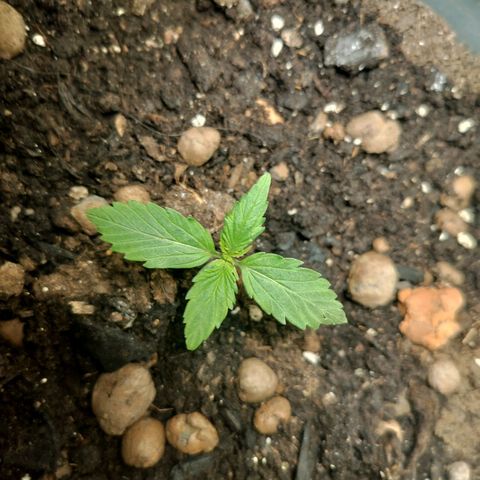 Candyfloss Auto hybrid  growlog timeline photo