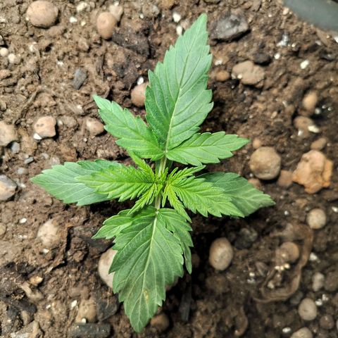 Candyfloss Auto hybrid  growlog timeline photo