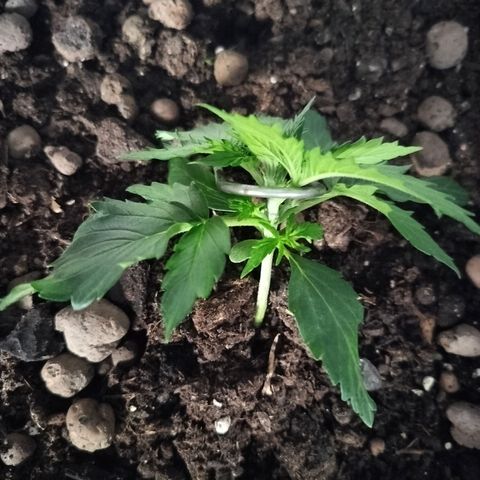 Candyfloss Auto hybrid  growlog timeline photo