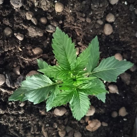 Candyfloss Auto hybrid  growlog timeline photo