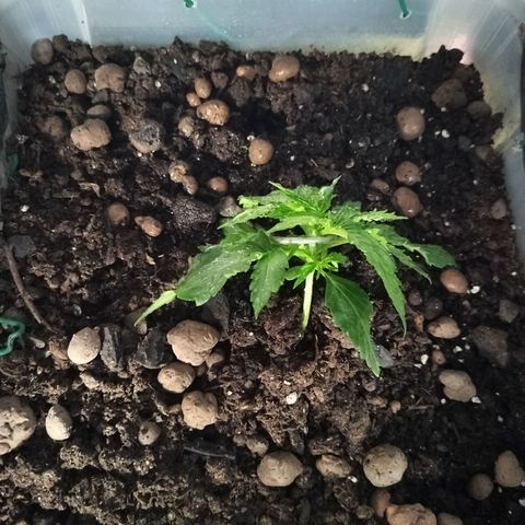 Candyfloss Auto hybrid  growlog timeline photo