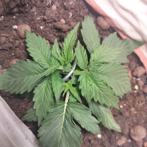 Candyfloss Auto hybrid  growlog timeline photo
