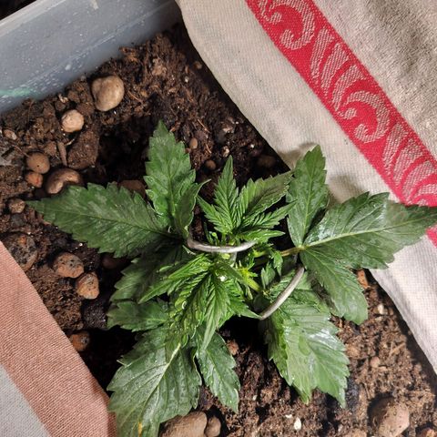 Candyfloss Auto hybrid  growlog timeline photo