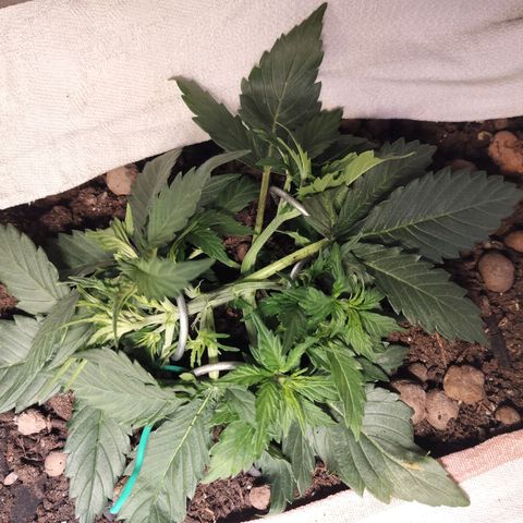 Candyfloss Auto hybrid  growlog timeline photo