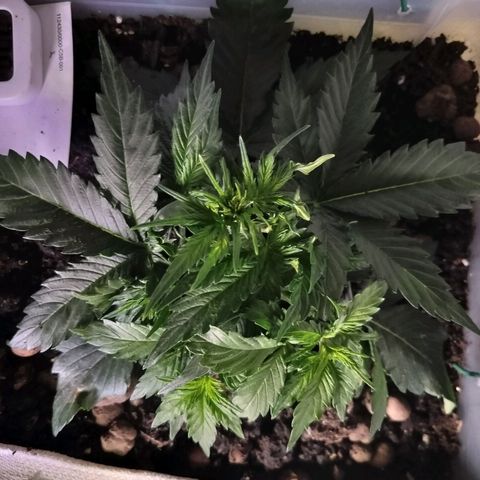 Candyfloss Auto hybrid  growlog timeline photo