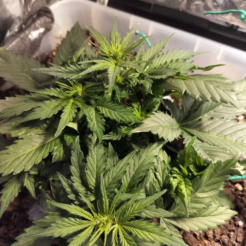 Candyfloss Auto hybrid  growlog timeline photo
