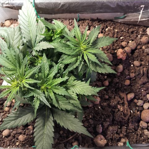 Candyfloss Auto hybrid  growlog timeline photo