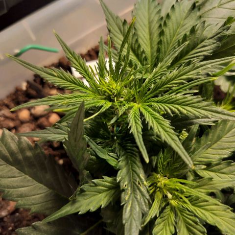 Candyfloss Auto hybrid  growlog timeline photo