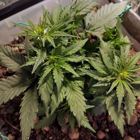 Candyfloss Auto hybrid  growlog timeline photo