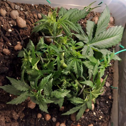 Candyfloss Auto hybrid  growlog photo: LST, Defoliation 
